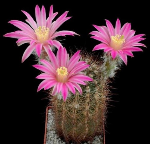 Echinocereus_adustus_v_sch